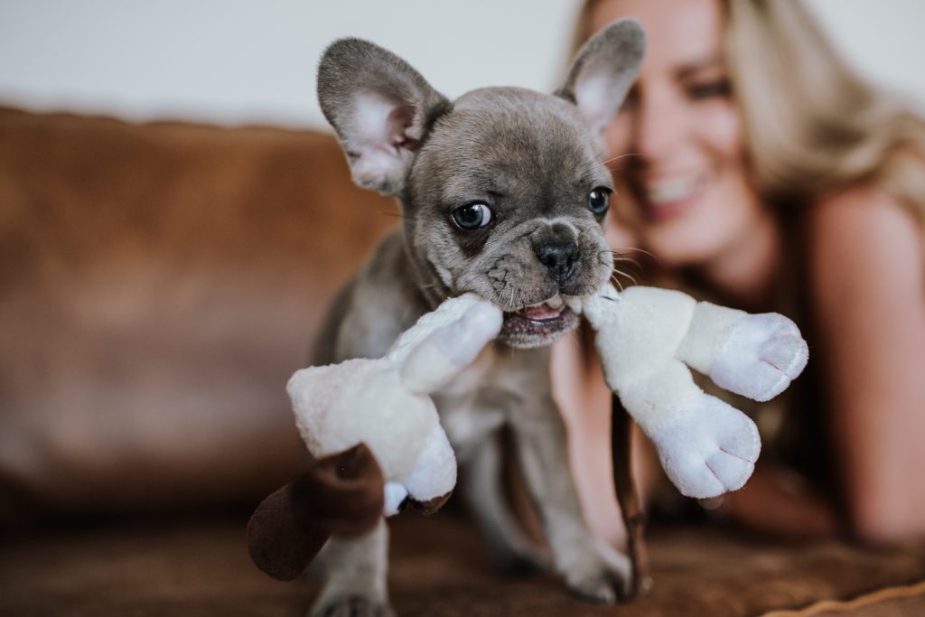 fellfreundschaften-frenchbulldog-puppy-saarland-saarwellingen