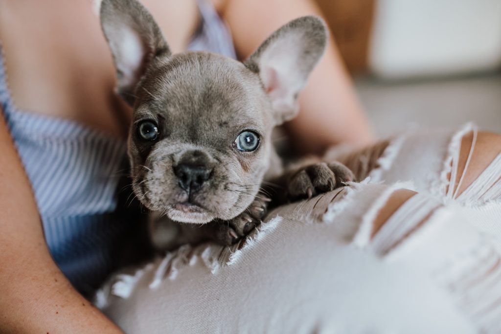 fellfreundschaften-frenchbulldog-puppy-saarland-saarwellingen