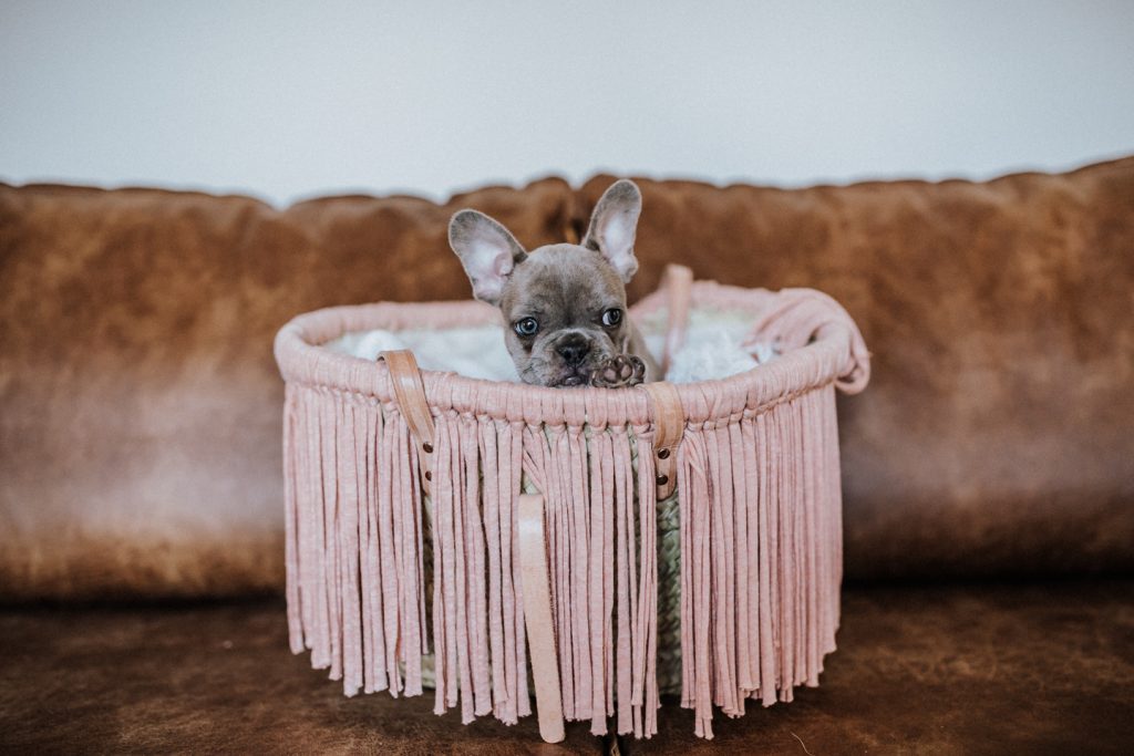 fellfreundschaften-frenchbulldog-puppy-saarland-saarwellingen