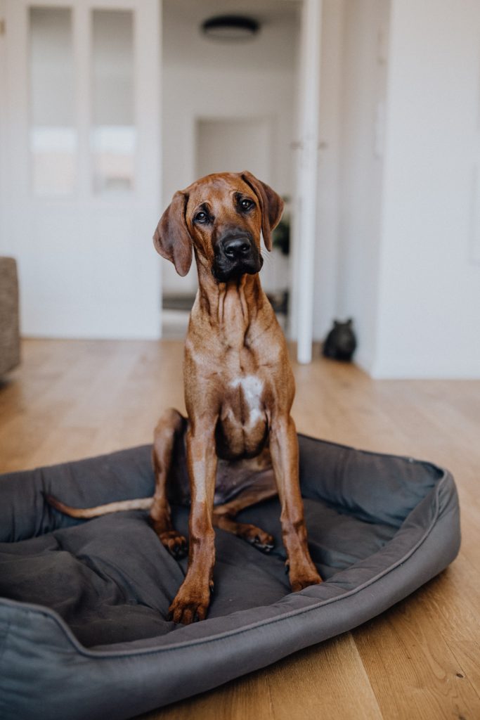 fellfreundschaften-susiundholly-saarwellingen-saarland