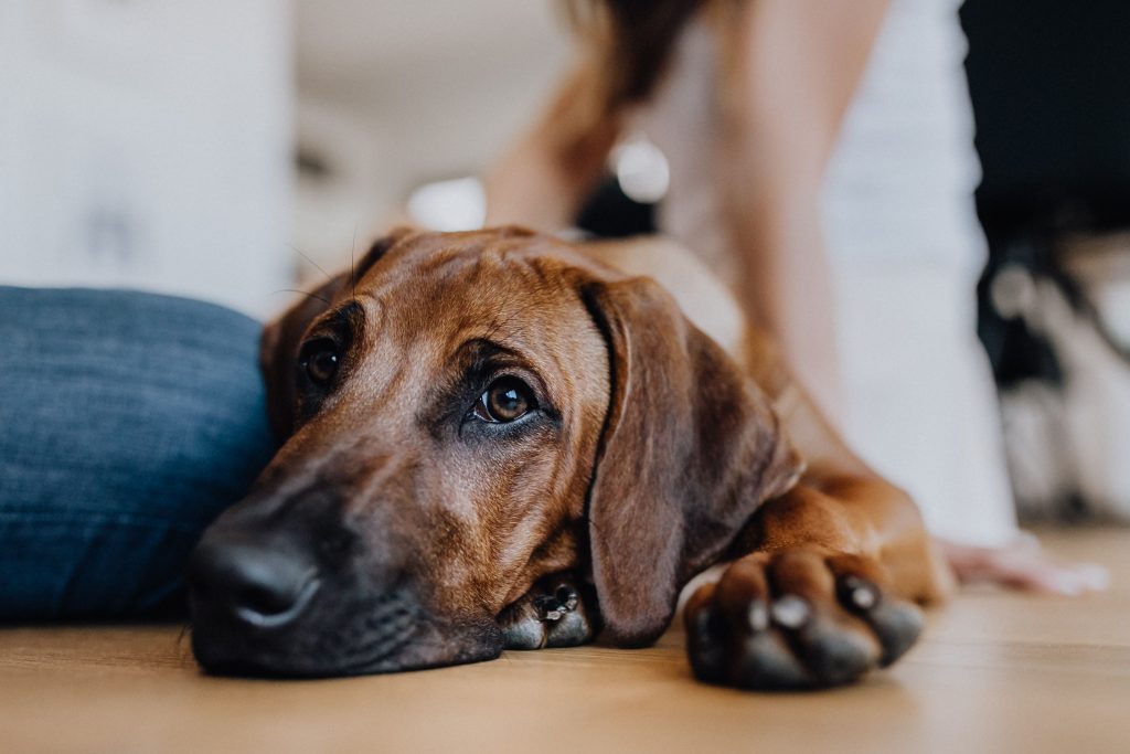 fellfreundschaften-susiundholly-saarwellingen-saarland