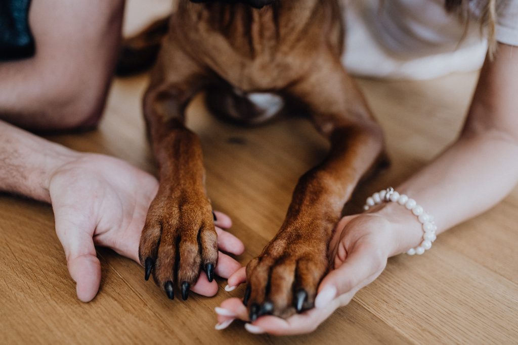 fellfreundschaften-susiundholly-saarwellingen-saarland