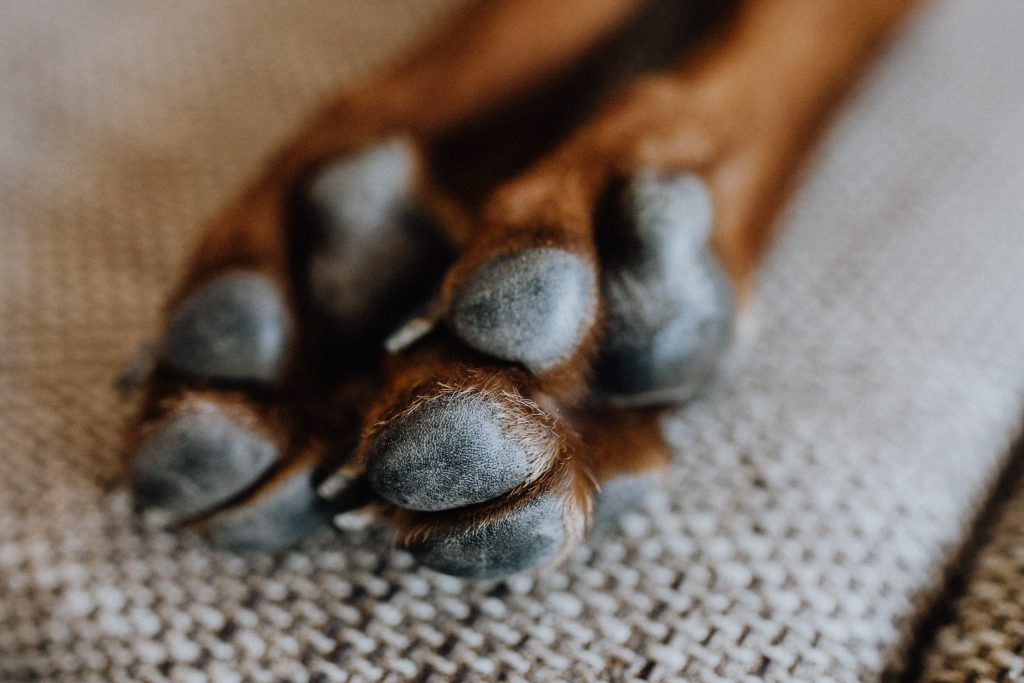 fellfreundschaften-susiundholly-saarwellingen-saarland