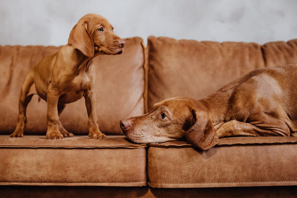 fellfreundschaften-magyar vizsla - welpenshooting-saarwellingen-saarland