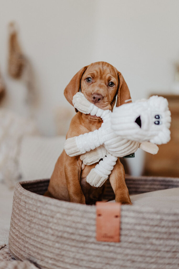 fellfreundschaften-magyar vizsla - welpenshooting-saarwellingen-saarland-hunter