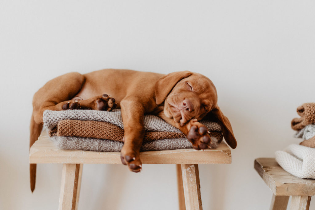 fellfreundschaften-magyar vizsla - welpenshooting-saarwellingen-saarland