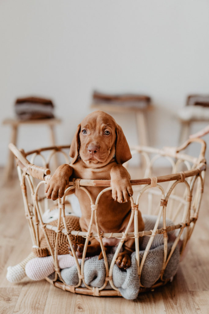 fellfreundschaften-magyar vizsla - welpenshooting-saarwellingen-saarland