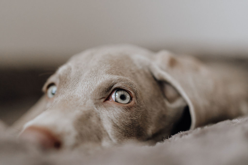 fellfreundschaften-weimaraner-welpe-hundefotografie-anikalauer-campusnobel-saarwellingen-saarland-hundefotograf