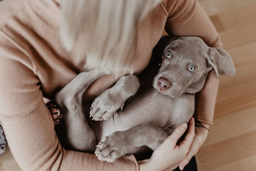 fellfreundschaften-weimaraner-welpe-hundefotografie-anikalauer-campusnobel-saarwellingen-saarland-hundefotograf