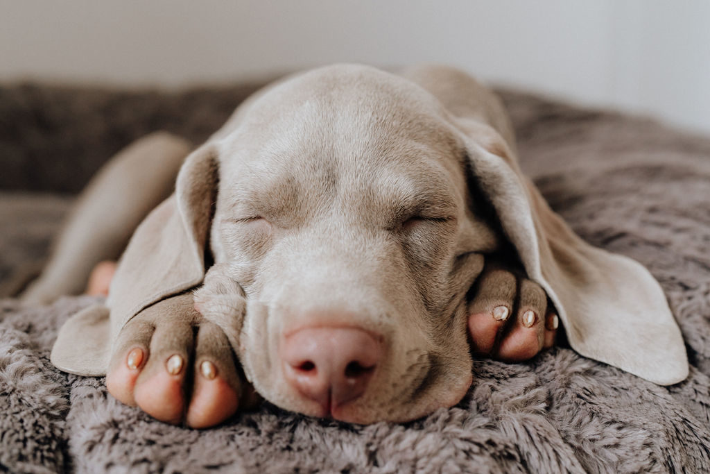 fellfreundschaften-weimaraner-welpe-hundefotografie-anikalauer-campusnobel-saarwellingen-saarland-hundefotograf