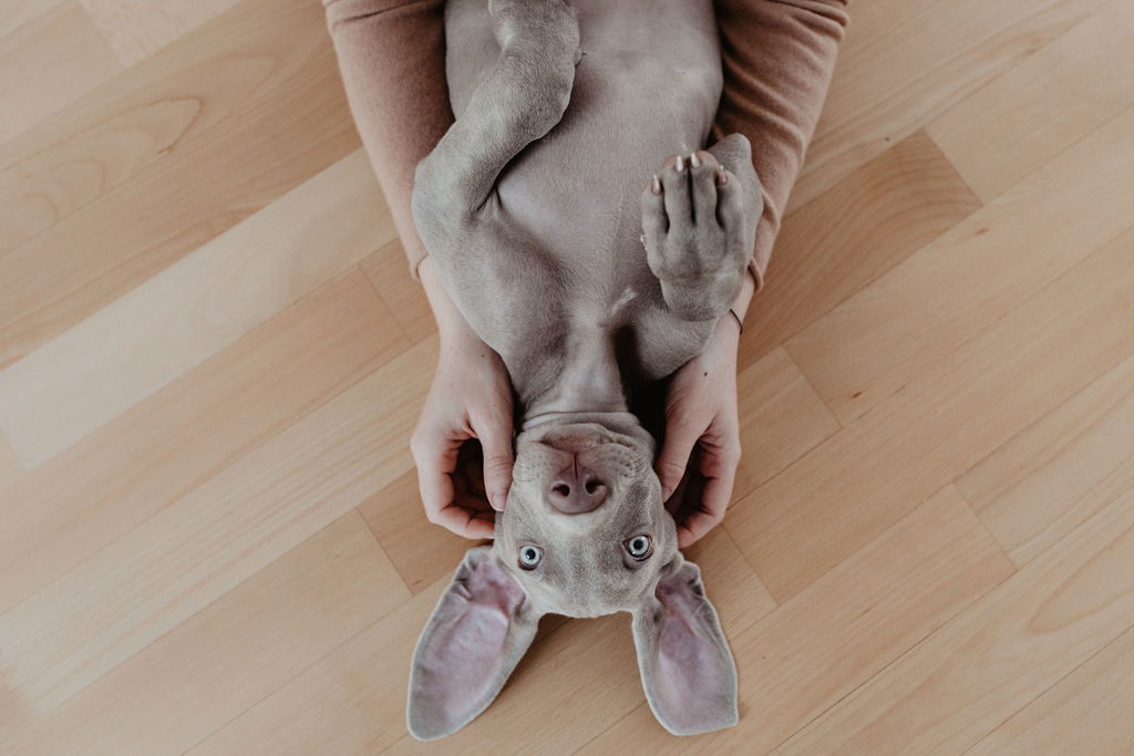 fellfreundschaften-weimaraner-welpe-hundefotografie-anikalauer-campusnobel-saarwellingen-saarland-hundefotograf