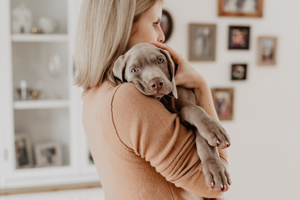 fellfreundschaften-weimaraner-welpe-hundefotografie-anikalauer-campusnobel-saarwellingen-saarland-hundefotograf