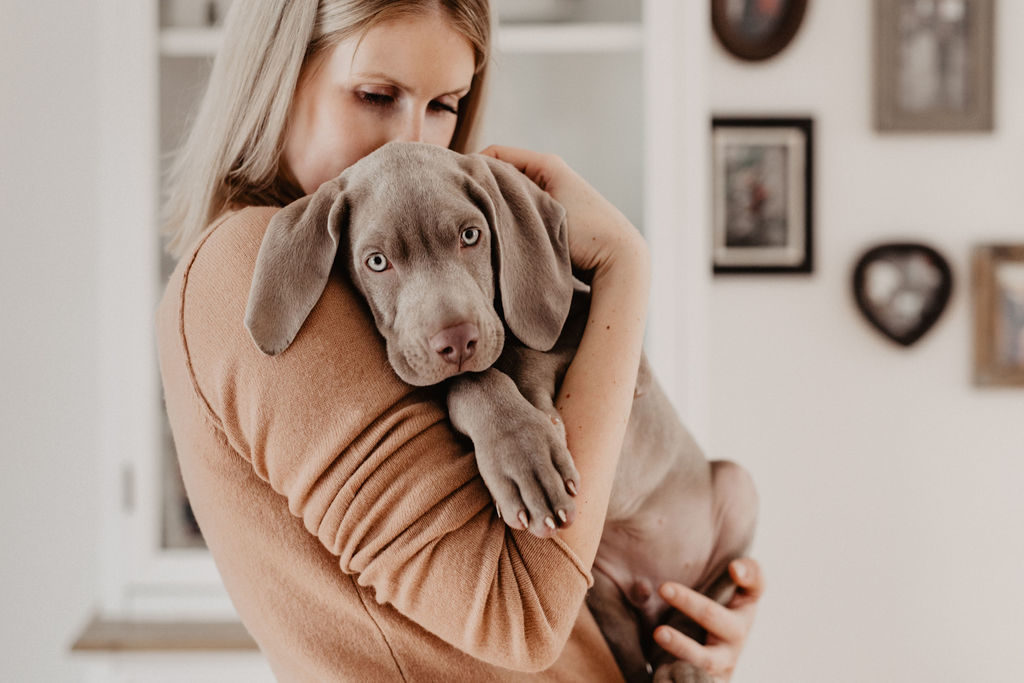 fellfreundschaften-weimaraner-welpe-hundefotografie-anikalauer-campusnobel-saarwellingen-saarland-hundefotograf