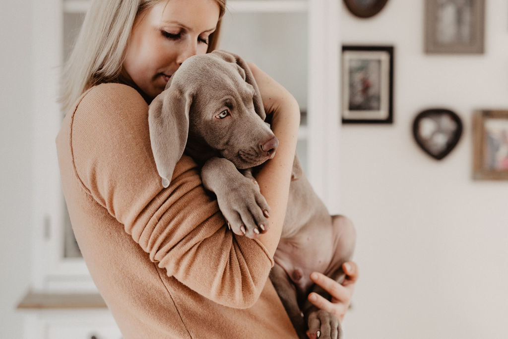 fellfreundschaften-weimaraner-welpe-hundefotografie-anikalauer-campusnobel-saarwellingen-saarland-hundefotograf