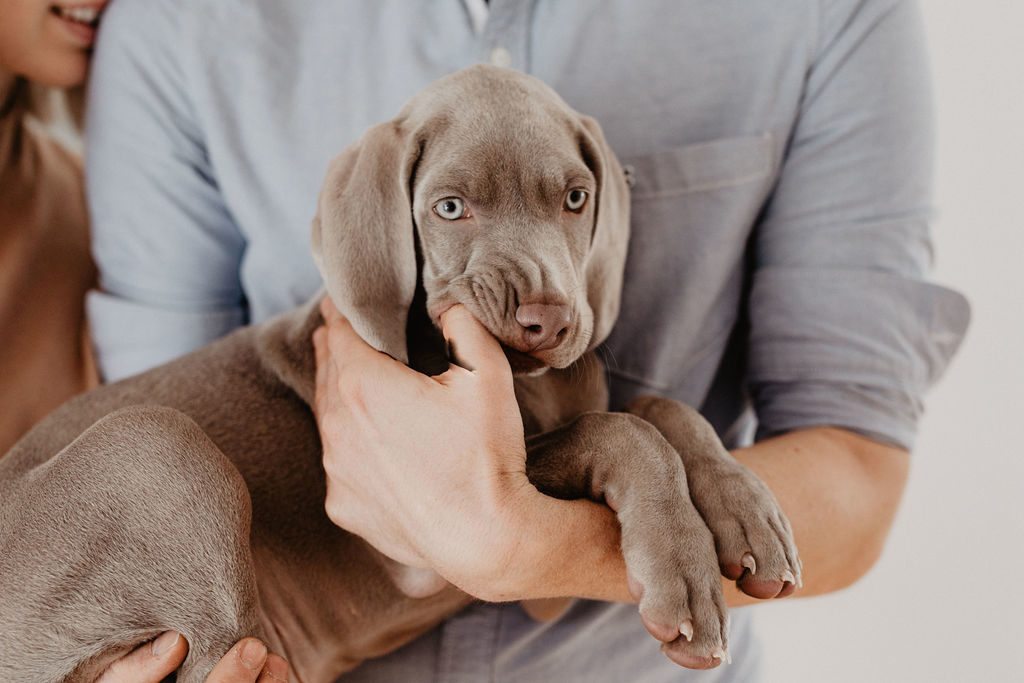 fellfreundschaften-weimaraner-welpe-hundefotografie-anikalauer-campusnobel-saarwellingen-saarland-hundefotograf