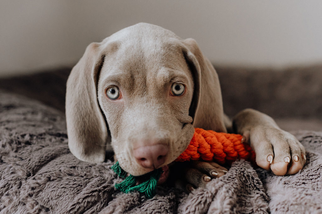 fellfreundschaften-weimaraner-welpe-hundefotografie-anikalauer-campusnobel-saarwellingen-saarland-hundefotograf