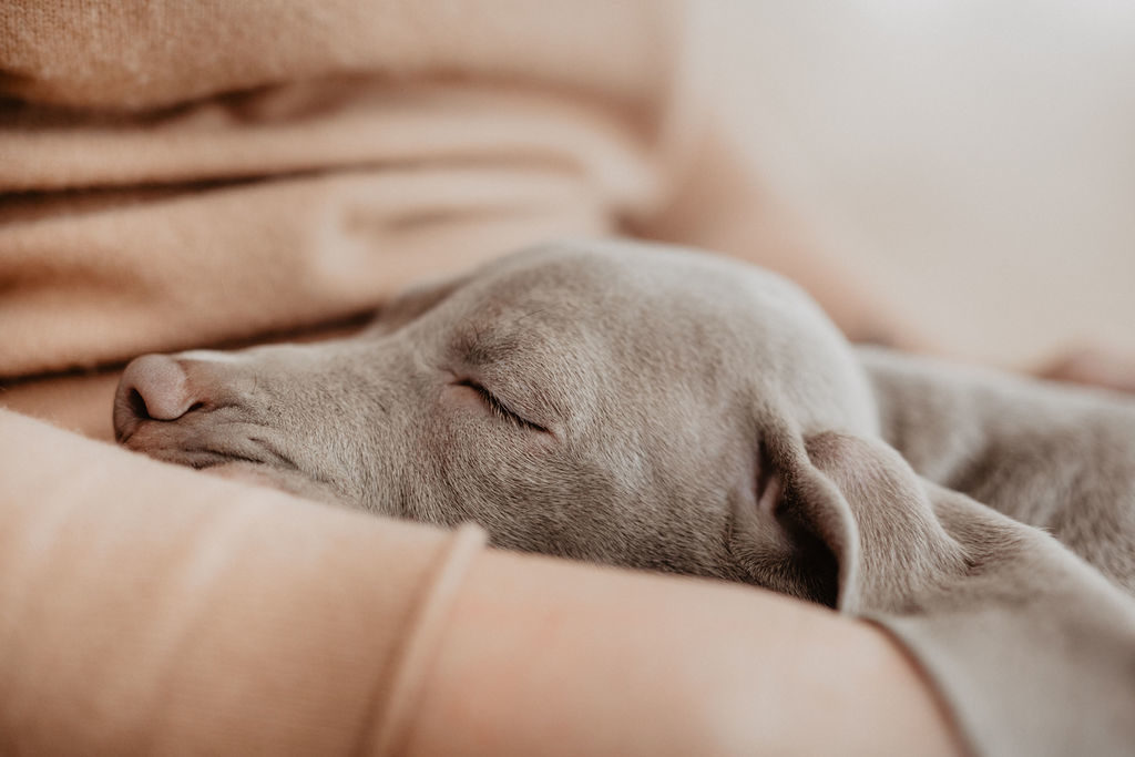 fellfreundschaften-weimaraner-welpe-hundefotografie-anikalauer-campusnobel-saarwellingen-saarland-hundefotograf