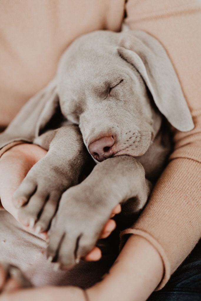 fellfreundschaften-weimaraner-welpe-hundefotografie-anikalauer-campusnobel-saarwellingen-saarland-hundefotograf