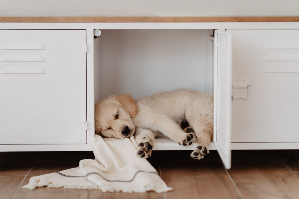 Welpenfotografie-welpenfotoshooting-Saarland-Golden Retriever Welpe-Puppy