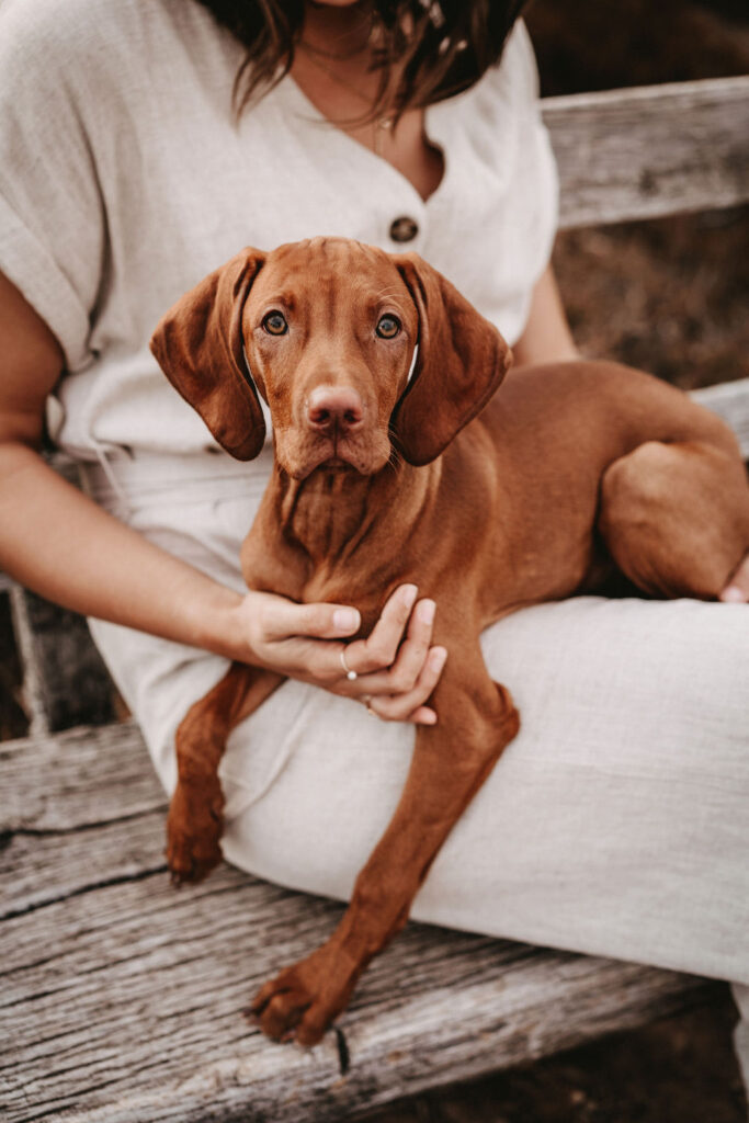 fellfreundschaften-magyar vizsla - welpenshooting-saarwellingen-saarland