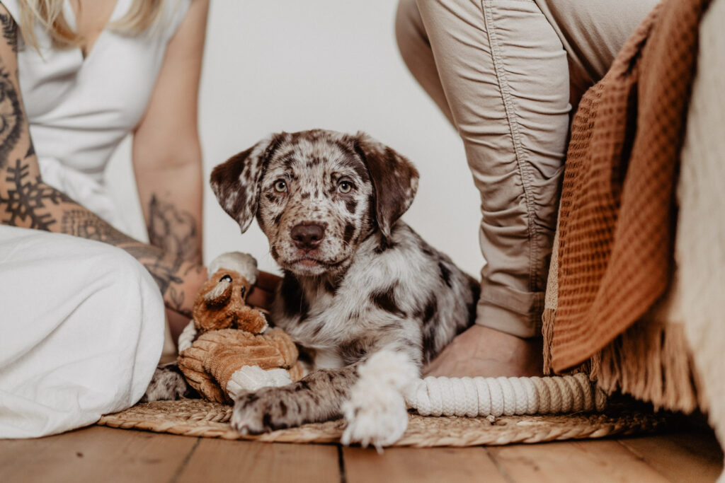 Aussiedor Welpe Fellfreundschaften