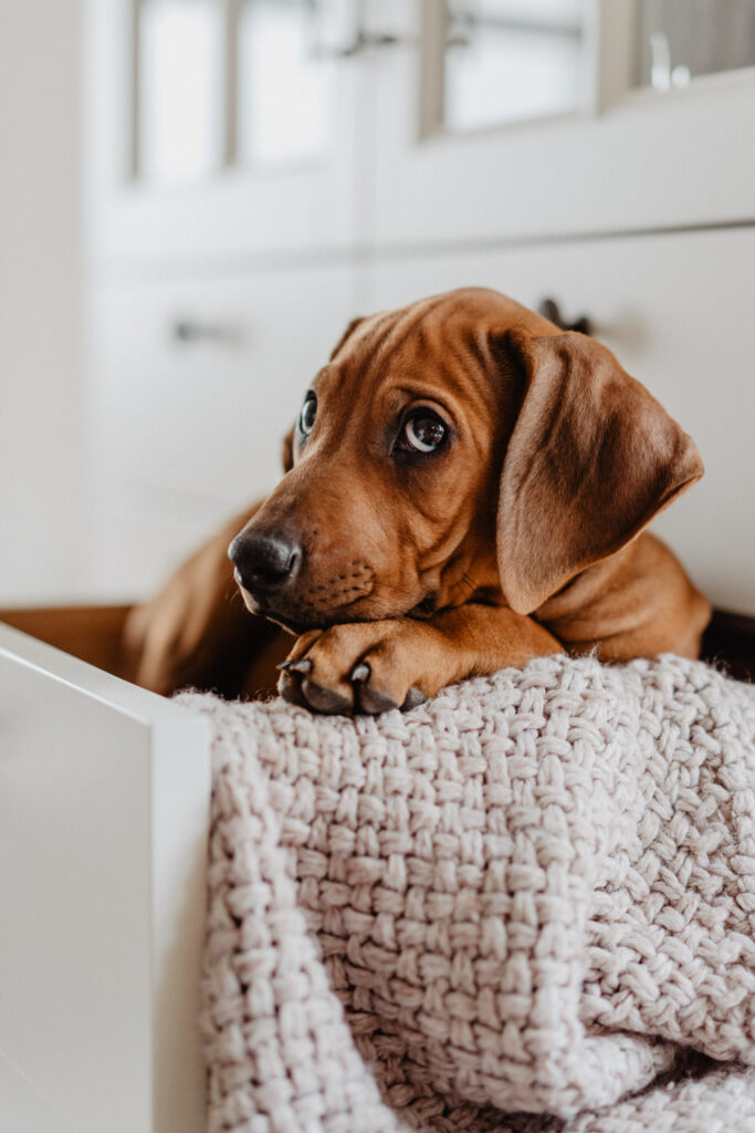 Ridgeback Fellfreundschaften Hundefotograf Saarland