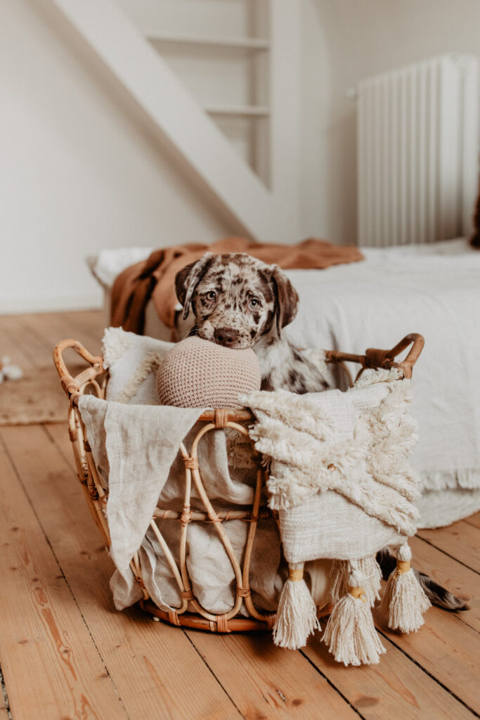 Aussiedor Welpe Fellfreundschaften