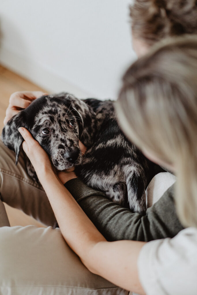 Aussiedor Welpe Fellfreundschaften