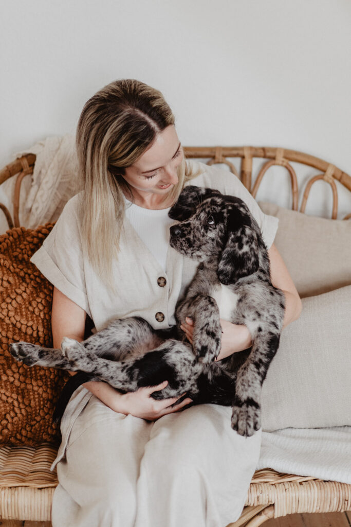 Aussiedor Welpe Fellfreundschaften