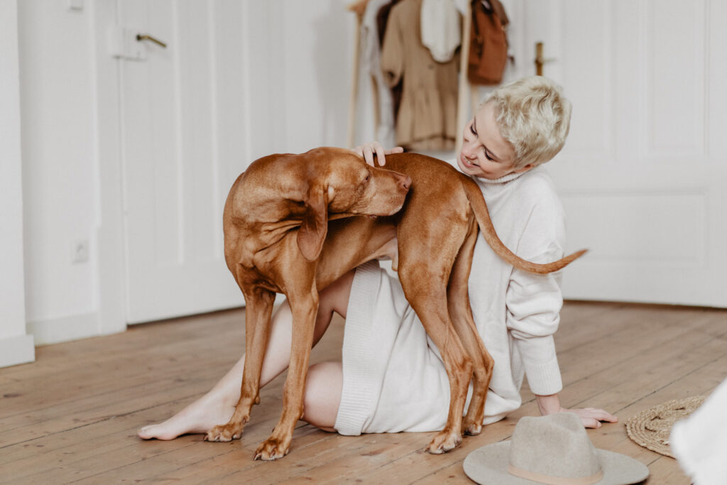 Magyar Vizla, Vizla, Hundefotografie