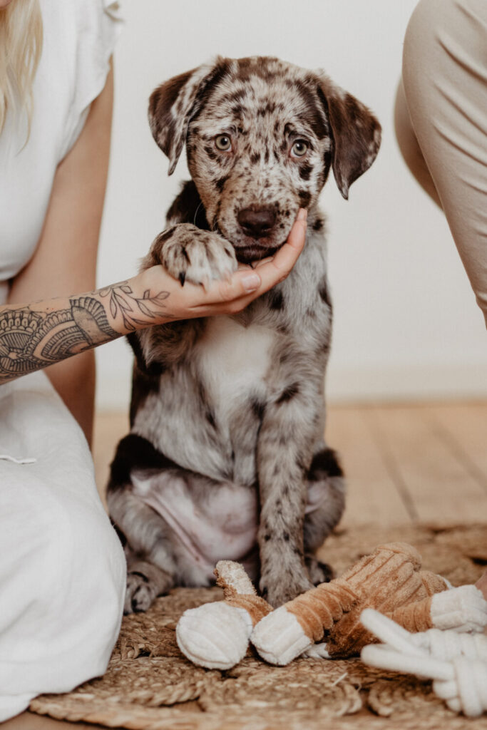 Welpenfotografie-Aussiedor-Hundwelpe-Fellfreundschaften