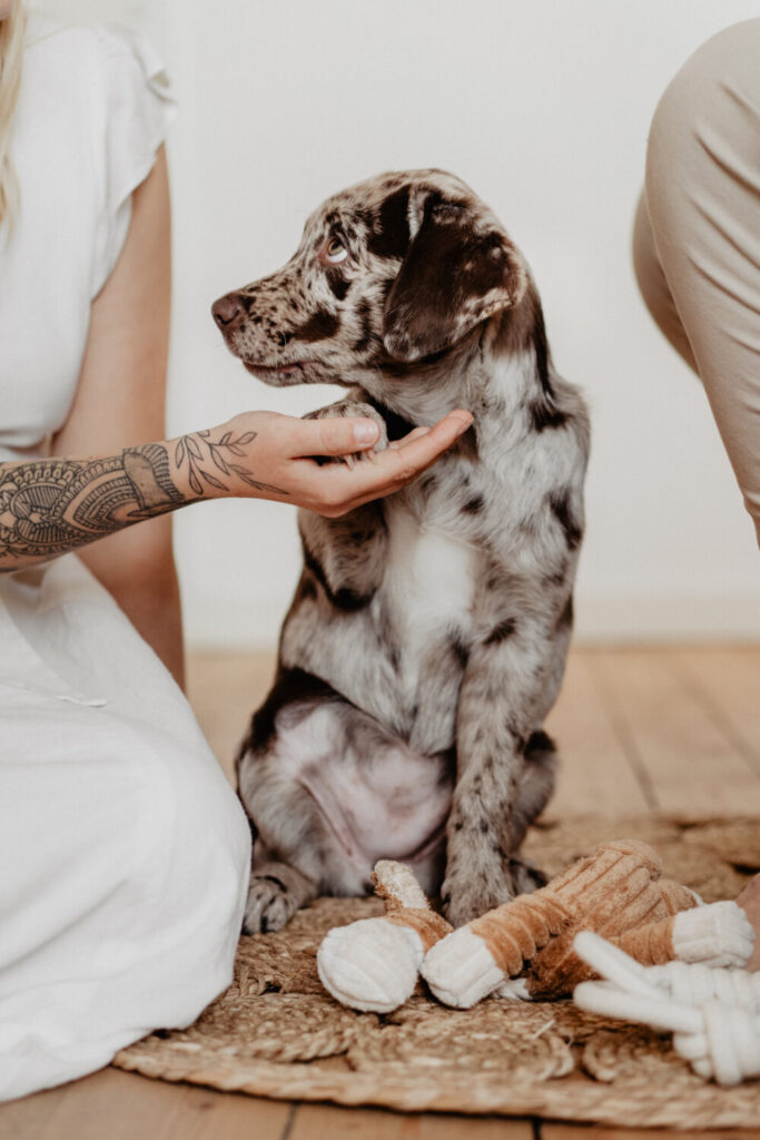 Welpenfotografie-Aussiedor-Hundwelpe-Fellfreundschaften